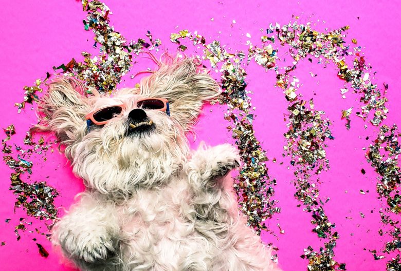 Cute doggie basking in a glitter paradise with sparkling sparkles and sunglasses.