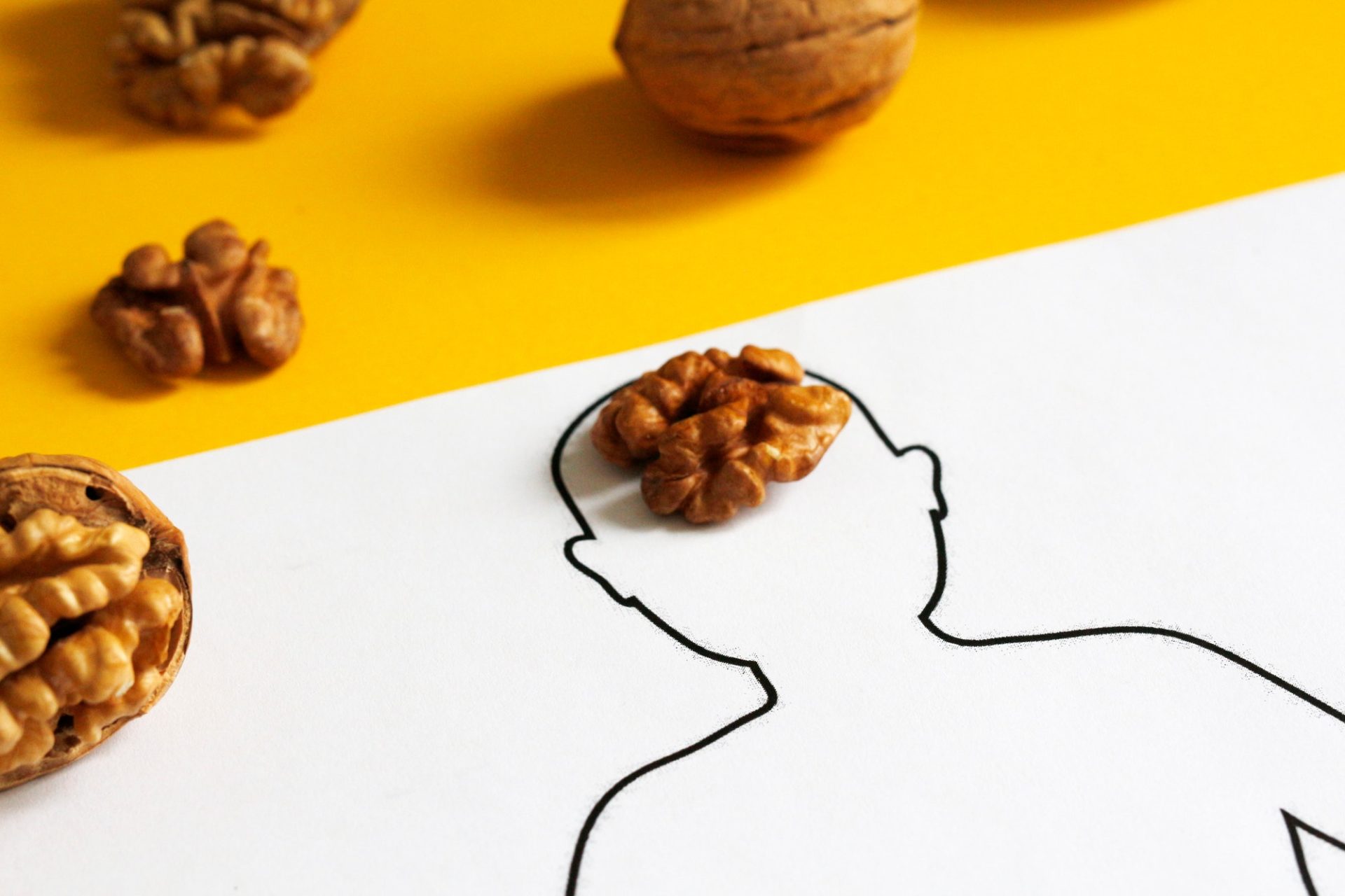Anatomical concept of the brain in the form of a walnut.